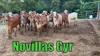 Toretes y Novillas nuevo lote Rancho La Esmeralda-El Salvador en el Campo