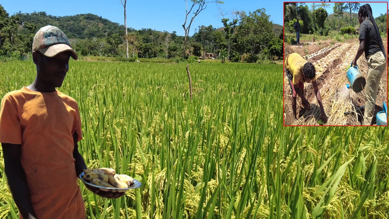 Khi mùa khô Kéo dài các bạn trong trang trại đã làm được những gì || Tony phong cuộc sống Châu Phi