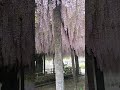Hoa tử đằng Kazo, Saitama