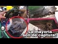 LA CRUEL REALIDAD DEL MERCADO DE PECES MORELOS | Animales mu3rt0s y extraídos de su hábitat