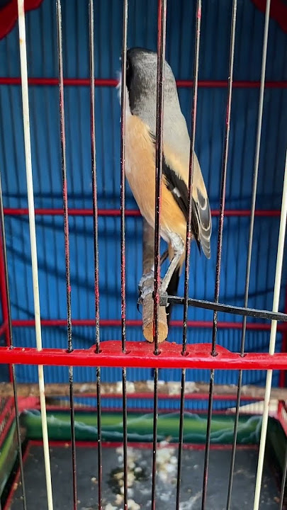 Cendet Nembak Gereja Panjang