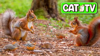 Cat TV  Funny Woodpeckers, Little Birds & BushyTailed Squirrels for Cats to Watch 4K HDR 3 Hrs