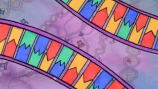 B2.11 Mutations: Bacteria
