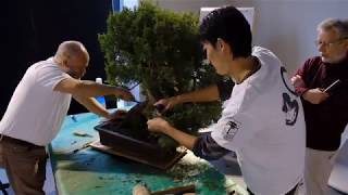 Bonsai demonstration by Minoru Akiyama