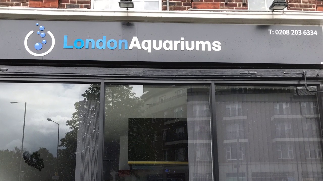 London Aquariums Reef YouTube