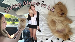 Living Alone in LA | picking up my Pomeranian puppy, happy moments of my week [vlog]