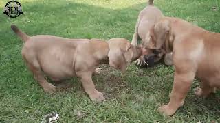 Real Boerboels - Hilarious Puppy Adventure: The Great Bone Chase Begins!