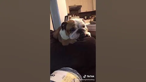 My Lazy Bulldog!!