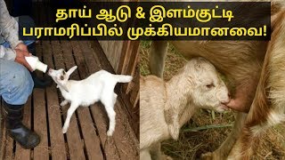 இளம்குட்டி பராமரிப்பில் கவனிக்க வேண்டியவ - Do & Dont's