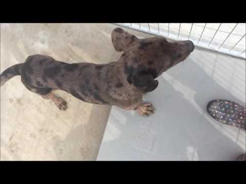 catahoula lab mix catahoula lab mix