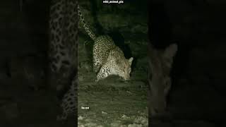 night shoot python catching by leopard