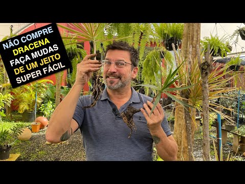 Vídeo: Reprodução da dracaena de várias formas