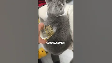 This Cat Has The Best Fur 