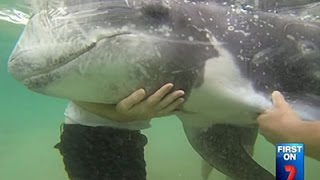 Raw: Sydney Beachgoers Rescue Stranded Dolphin