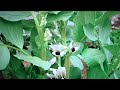 冬の華 川中美幸