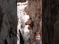 view of climbing goats🐐 #goats #climbing #trendingshorts #egzonibrahimi #nature #amazing