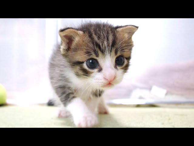 花冠の猫ちゃん　⑤ Unreleased video of 5 kittens② [baby cats, rescued cats] - YouTube