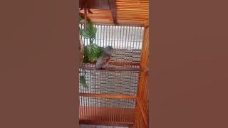 Suara Red siskin BETINA bikin jantan gacor