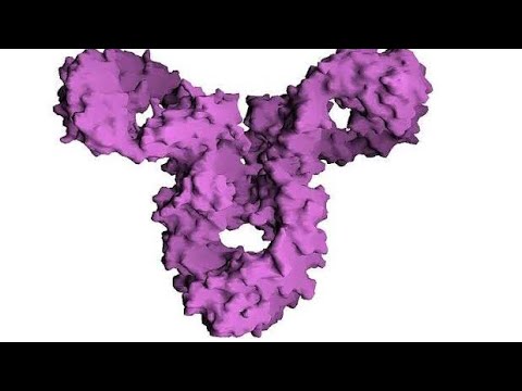 🔺 LES IMMUNOGLOBULINES / Immunologie 🧠