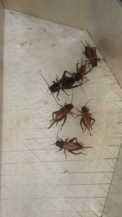 KAWIN SATU JANGKRIK GENGGONG JANTAN VS 5 JANGKRIK BETINA