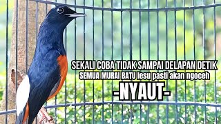 PANCINGAN murai batu FIGHTER GACOR melatih bongkar materi, Jadikan burung ikut bunyi auto NYAMBER
