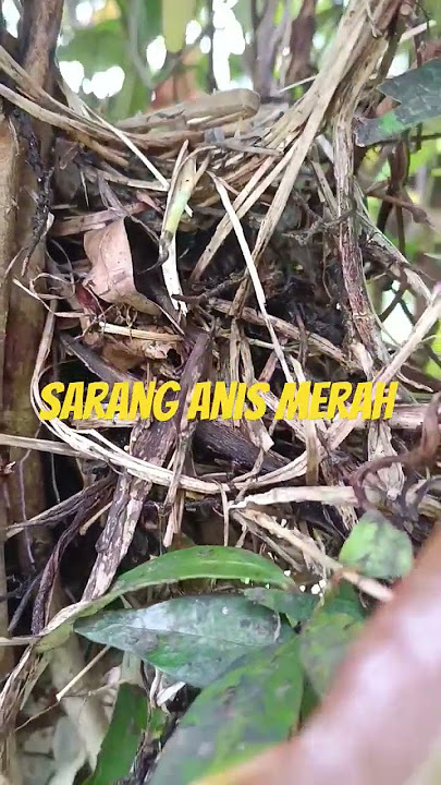 Sarang Anis Merah