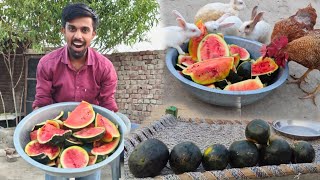 Aaj Apne Sbhi Pet's Family Ko Trbooj Party De 😊 pet's vlogs @PetHouse786