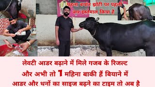 गाय भैंस का लेवटी आडर कैसे बढ़ाएं