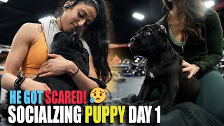 Socializing My Puppy Day 1  Cane Corso Puppy Got SCARED!