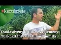 Turkesztáni szil/Ulmus pumila - Csodasövény kritika és vélemény