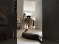 スコティッシュフォールドがチワワの子犬に猫パンチしていると・・ #猫大好き #かわいい猫 #チワワ