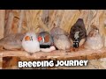My Zebra Finche Breeding Journey 🥰 | tufani Barish a Gai zebra finch colony ko cover kar liya 💨🌧️