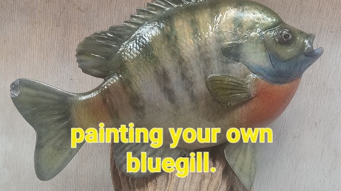 How to Mold a Crappie for Replica Fish Mount Reproduction