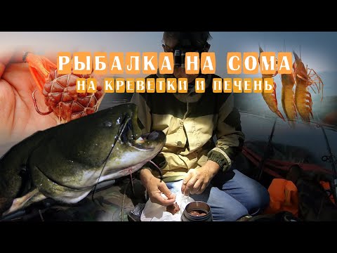 СУПЕР рыбалка на СОМА || КРЕВЕТКИ против ПЕЧЕНИ || СОМ на ПЕЧЕНЬ || СОМ на КРЕВЕТКИ