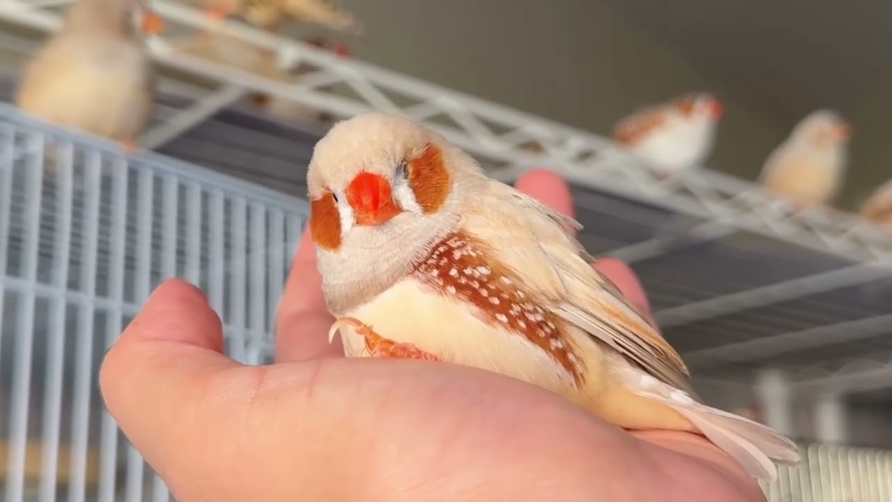 甘えん坊な小鳥がかわいすぎた🧡手のりキンカチョウのみるくん🐤🍊