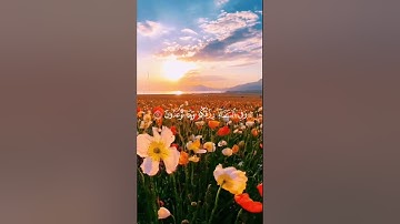 وفي السماء رزقكم وما توعدون#سورة الذاريات #القرآن الكريم #جوهرة القرآن