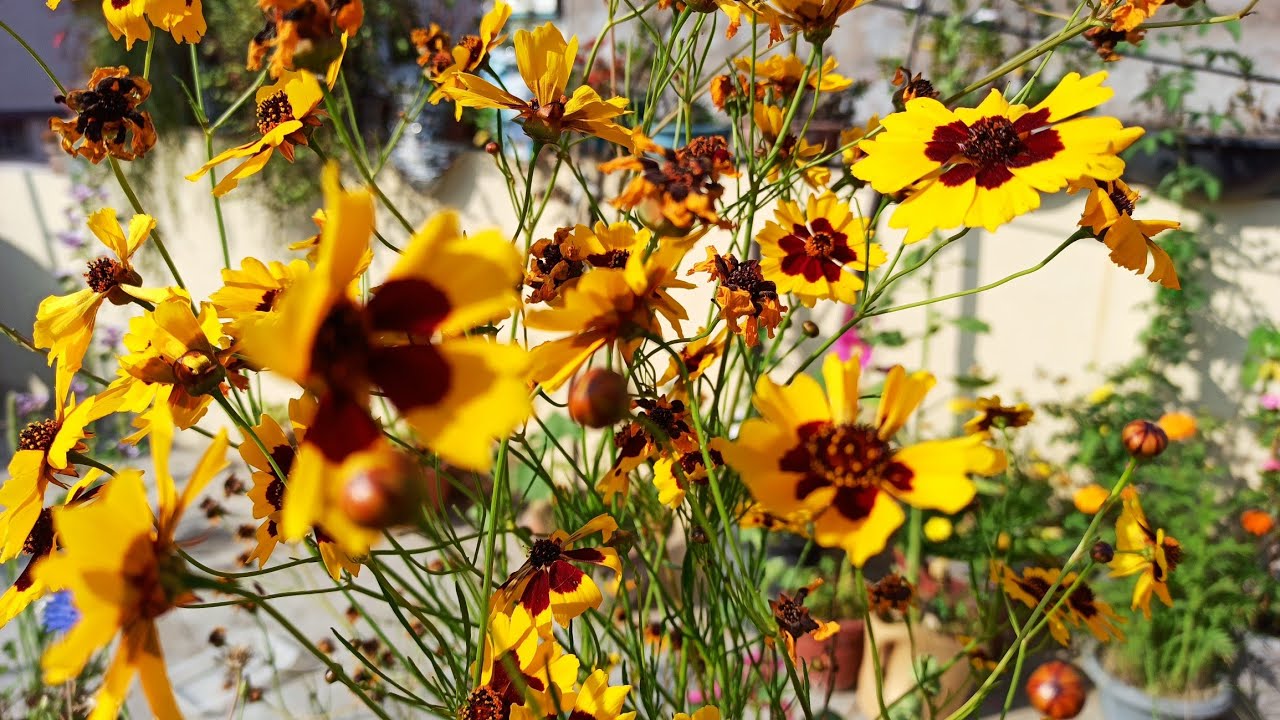 2006 - How to collect & save Tinctoria seeds / Coreopsis seeds / Golden Coreopsis seeds/ Tick-Seed