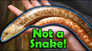 Why Legless Lizards Are Not Snakes