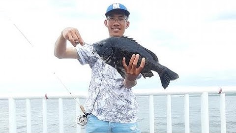 Câu cá tráp bằng kỹ thuật câu Hechi tại công viên câu cá cảng nam Osaka Nhật Bản ( tập 2 )