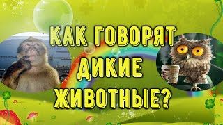 Как говорят Дикие Животные. Голоса и звуки животных Как говорят Дикие Животные. Голоса и звуки животных