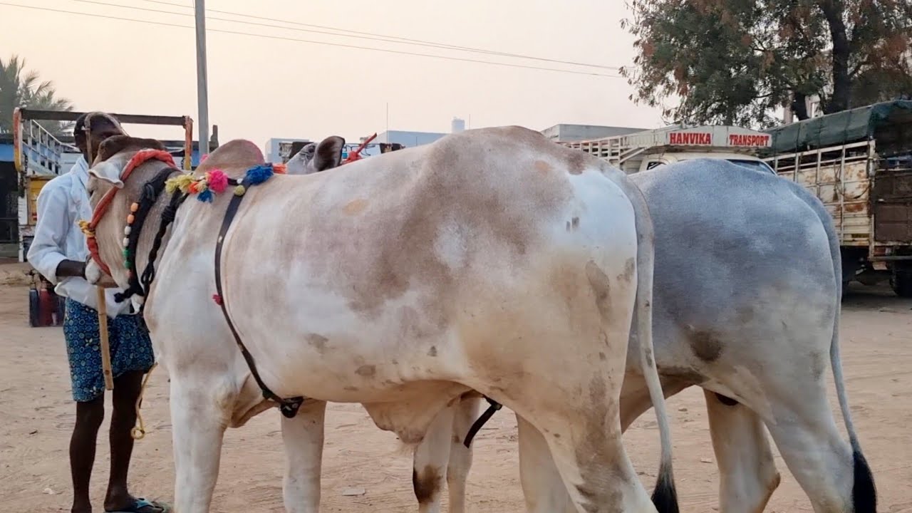 పెబ్బేరు సంతలో ఒంగోలు జాతి పాలపల్ల కోడెల రేట్లు-pebbair bull market-pebbair cattle market-pebbair-ox