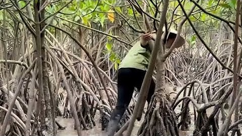 Bắt Cua Rừng Ngập Mặn - Sinh tồn trong rừng ngập mặn 