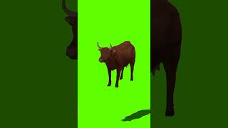Green Screen Video | Cow green screen | @syedashahtv  #cow