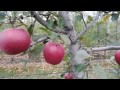 Сорт яблони СТАРКРИМСОН. Клон Red Delicious