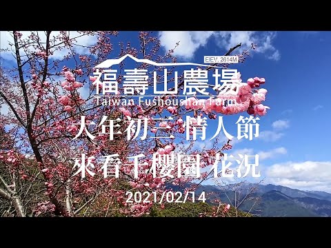 2021大年初三+情人節 來看千櫻園花況