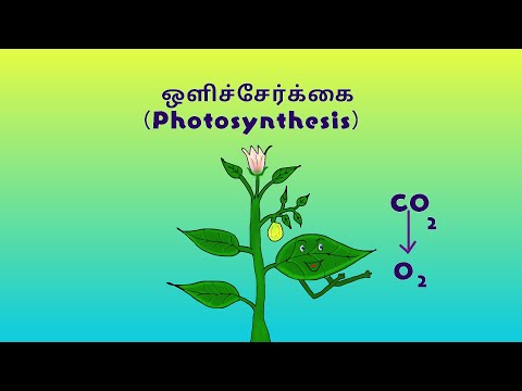 ஒளிச்சேர்க்கை | Photosynthesis | Photosynthesis in Tamil