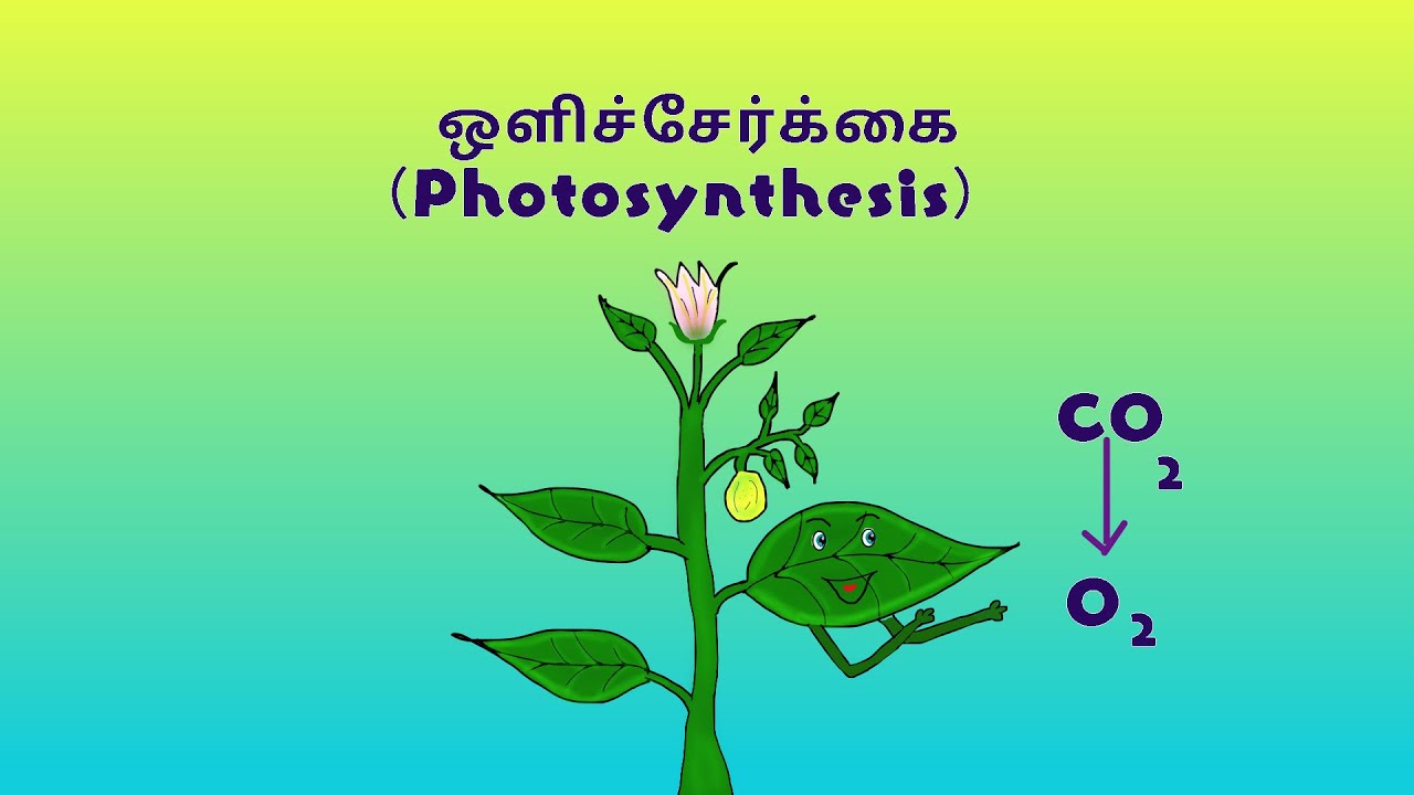 what is the tamil meaning for photosynthesis