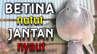 Perkutut betina memanggil jantan langsung nyaut