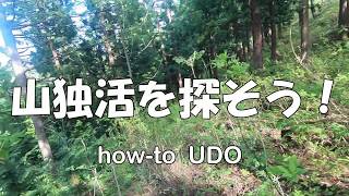 山菜ライダー　Vol3　how-to 独活（ウド）！