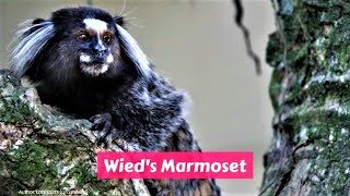 Wied's marmoset (Callithrix kuhlii) by A to Z Animals & Plants 64 views 3 years ago 1 minute, 30 seconds